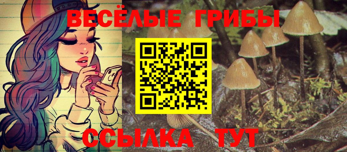 Камышин  Псилоцибиновые грибы Psilocybe  Вход с VPN 